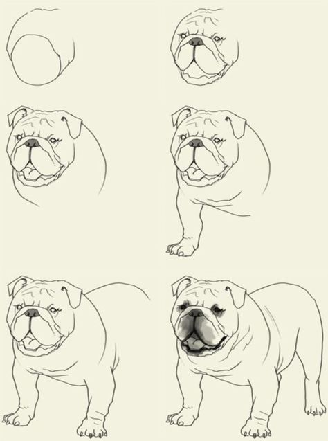 Draw A Bulldog, Anjing Bulldog, Cute Easy Animal Drawings, Bulldog Drawing, Drawing Instructions, Easy Animal Drawings, Bulldog Art, 강아지 그림, Step Drawing