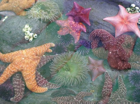 Sunny Boy, Kristina Webb, No Ordinary Girl, Creature Marine, Coconut Dream, Sea Stars, Sea Urchins, Mermaid Aesthetic, Marine Biology