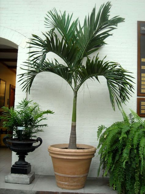 Christmas Palm Hawaiian Landscaping, Potted Palm Trees, Palm Trees For Sale, Alexander Palms, Indoor Palm Trees, Christmas Palm Tree, Potted Palms, Tree Species, Green Things