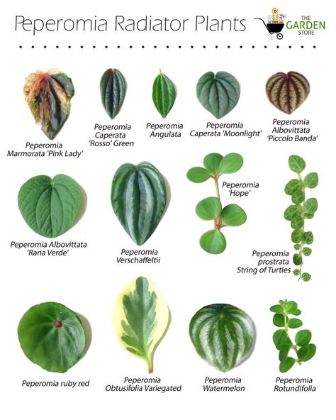 Plant Notes, Peperomia Plant, Tropical Flower Plants, Plant Guide, Terrarium Plants, House Plant Care, House Plants Indoor, Pretty Plants, Foliage Plants