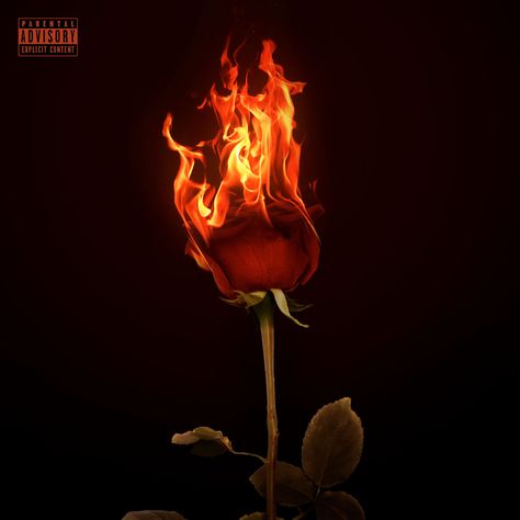 Inspired by the song “Flowers” from the album “See You Next Wednesday”. #music #rap #flowers #fire #rose #musicart #photoshop #adobe #graphicdesigninspiration #inspiration #ideas Fire Rose Png, Fire Album Cover, Wednesday Music, Rdx Editor, Rose On Fire, Flower Fire, Painting Fire, Rose Flower Png, Burning Flowers