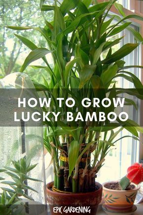 How to Grow Lucky Bamboo Lucky Bamboo Care, Indoor Bamboo Plant, Bamboo House Plant, Bamboo Plant Care, Indoor Bamboo, Dracaena Sanderiana, Lucky Bamboo Plants, Bamboo Care, Lucky Plant