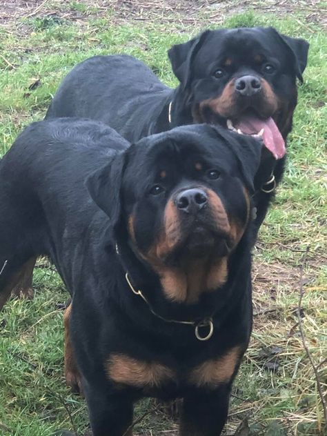 Big Protective Dogs, Rottweiler Guard Dog, Big Rottweiler, Rottweiler Training, Protection Dogs, Birds Parrots, Protective Dogs, Best Guard Dogs, Rottweiler Love