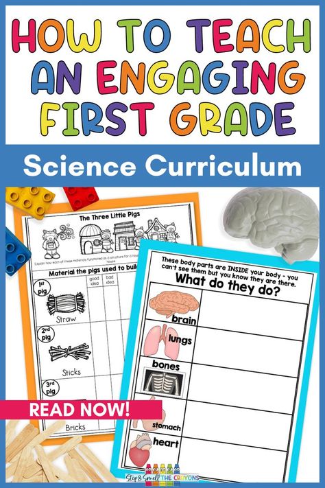 The photo says How to Teach an Engaging First Grade Science Curriculum and includes a picture of a toy brain next to a worksheet about organs of the body and a picture of a lego lock and popsicle sticks next to a Three Little Pigs house building activity sheet. Elementary Science Lessons, Science Lessons Elementary, First Grade Curriculum, Forms Of Energy, 1st Grade Science, First Grade Science, Animal Adaptations, Seasonal Changes, Science Lesson