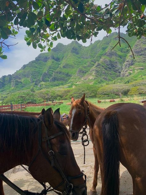 Animals In Hawaii, Horses In Hawaii, Hawaii Countryside, Paniolo Hawaii, Living In Hawaii Life, Meredith Core, Living In Hawaii Aesthetic, Hawaii Animals, Island Life Aesthetic