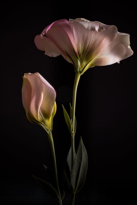 Flora — Susan Augustine Photography Flower Photography Black Background, Rose Flowers Drawing, Decoration Craft Ideas, Pot Drawing, Lisianthus Flowers, Flor Tattoo, Flowers Black Background, Perfectly Timed Photos, Dark Flowers