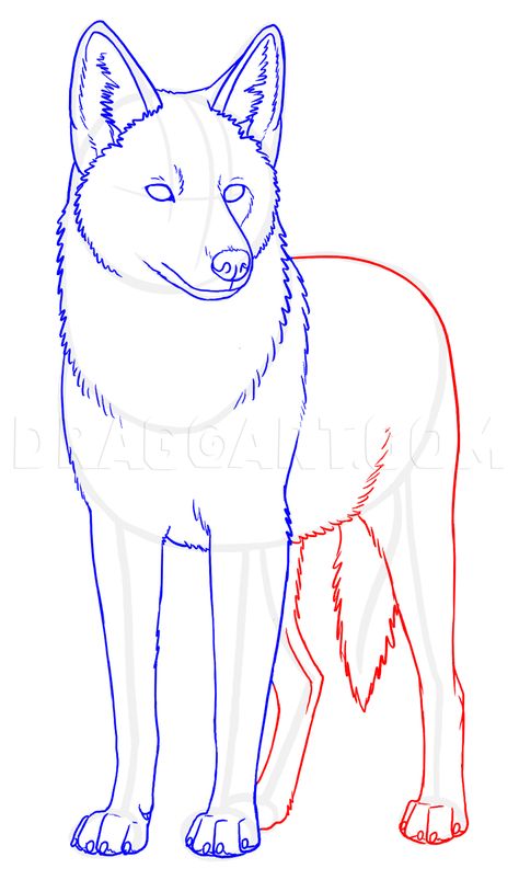 How To Draw Coyotes, Prairie Wolf, Step by Step, Drawing Guide, by makangeni | dragoart.com How To Draw A Coyote Step By Step, Coyote Trickster, Coyote Drawing, Wolf Drawing Easy, Painted Flask, Coyote Animal, German Shepherd Art, Animal Tarot, Wolf Sketch