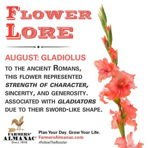 Gladiolus Flower Meaning, Happy Birthday August, Birthday Month Flowers, Month Signs, Gladiolus Flower, Farmers Almanac, Native American Wisdom, Flower Meanings, Body Is A Temple