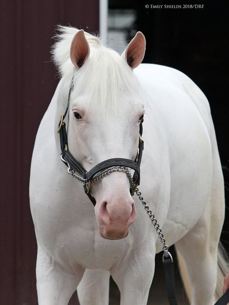 White Fresian Horses, White Thoroughbred, White Horse Head Photography, Ottb Horses Thoroughbred, Pink Skin, Thoroughbred Racehorse, White Fox, Dark Spots, White Horses