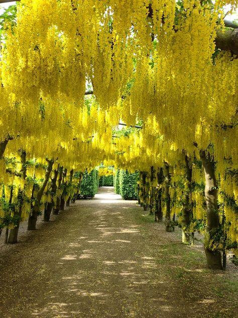 Gardens at Temple Newsam Klimt Garden, Garden Temple, Famous Trees, Temple Gardens, Courtyard Gardens Design, Front Garden Design, Street Trees, Diy Raised Garden, Blossom Garden