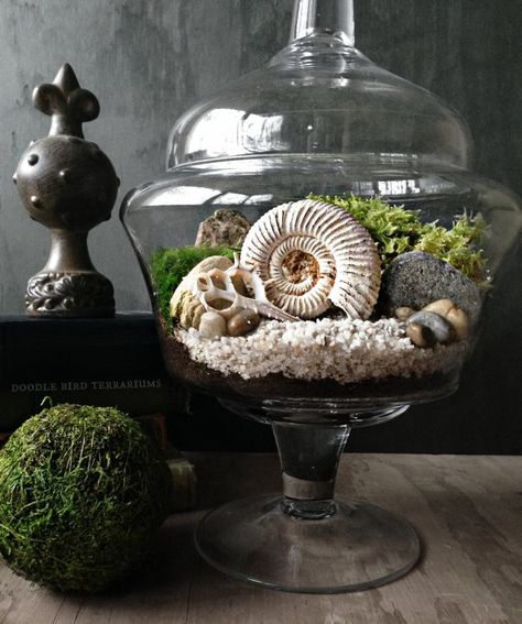 Cloche Terrarium, Fossil Display, Cloche Decor, Diy Terrarium Kit, Shell Display, Art Coquillage, Beautiful Terrariums, Seashell Projects, Moss Plant