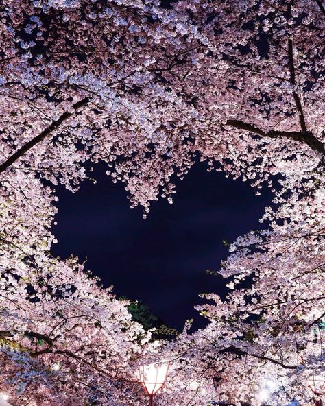 Visit Japan: Hands up if you cherry blossom season! This amazing capture was taken by @erika... - Alo Japan Japan Cherry Blossom, Cherry Blossom Trees, Blossom Season, Cherry Blossom Festival, Cherry Blossom Season, Watch Wallpaper, Apple Watch Wallpaper, Visit Japan, Cherry Blossom Tree