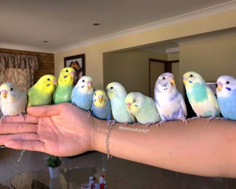 Birds In Nature, Tattoo Pet, Budgies Parrot, Budgie Bird, Pet Tattoos, Budgies Bird, Bird Quotes, Korat, Funny Parrots