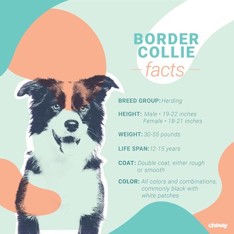 Facts About Border Collies, Border Collie Facts, Border Collie Colors, Border Collie Training, Collie Breeds, Dog Magazine, Collie Puppies, Border Collie Puppies, Very Cute Dogs