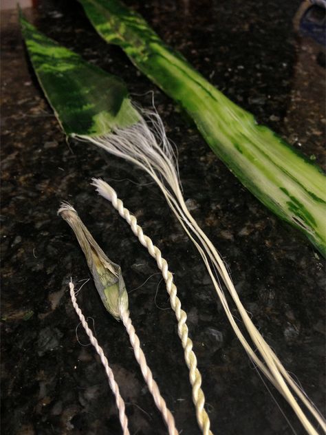 Rewilding Our Dream Homestead - Making Cordage from Snake Plant Fibers My snake... Off Grid Survival, Basket Weaving Diy, Diy Weaving, Survival Techniques, Prepper Survival, Living Off The Land, Wilderness Survival, Plant Fibres, Fabric Christmas Ornaments