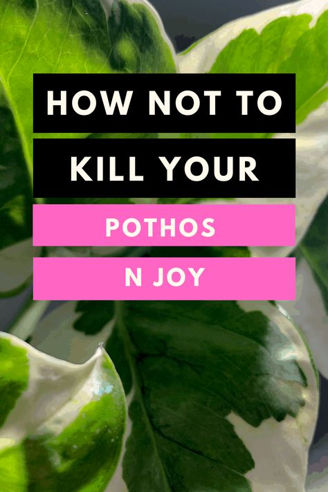 NJoy Pothos Care #1 Best Tips&Tricks Pothos N Joy, Njoy Pothos, N'joy Pothos, N’joy Pothos, Pothos Care, Pothos Plant Care, Plant Care Instructions, Pothos Plant, Growing Tips