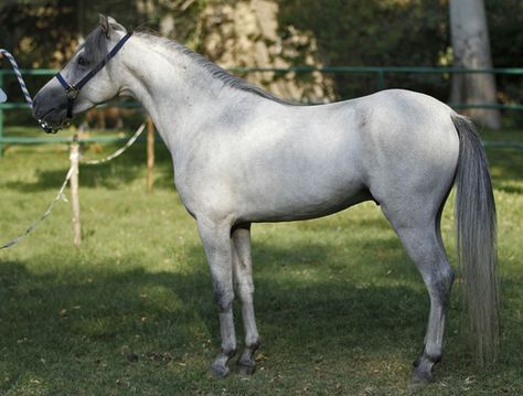 Caspian Horse, Unique Horses, Horse Images, Akhal Teke Horses, Welsh Pony, Pony Breeds, Miniature Horses, Akhal Teke, Most Beautiful Horses