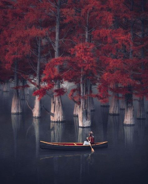 This absolutely STUNNING red forest is in Russia! (VIDEO + PHOTOS) - Russia Beyond Cypress Grove, Red Forest, National Geographic Magazine, Cypress Trees, Unique Trees, Natural Resources, Beautiful Tree, Amusement Park, Stay Safe