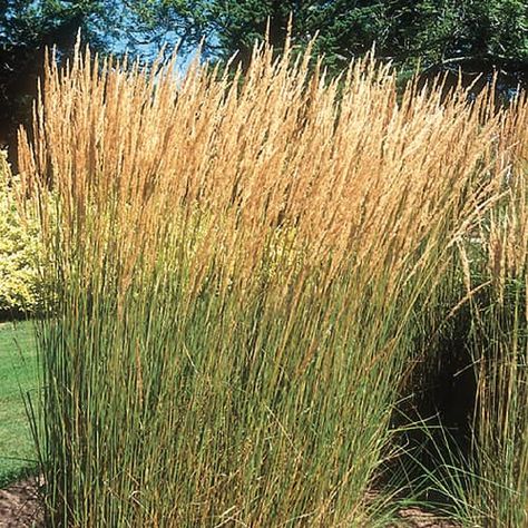 Perennial Grasses: 24 Plants for This Summer | Canadian Living Pink Flower Top, Tall Ornamental Grasses, Asclepias Incarnata, Swamp Milkweed, Perennial Grasses, Garden Plan, Grasses Garden, Property Design, Light Blue Flowers