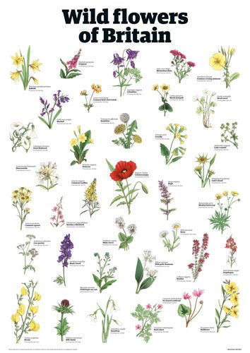 Wild flowers of Britain by Guardian Wallchart British Wild Flowers, Wedding Flowers Wildflowers, Different Types Of Flowers, British Flowers, Theme Nature, Garden Types, Rose Vase, Wildflower Garden, Meadow Flowers