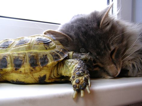 Cat Cat And Turtle, Pancake Tortoise, Monkey 3, Tortoise Turtle, Sea Turtles, Mothersday Gifts, Teenage Mutant Ninja Turtles, Handmade Artisan, Dog Design