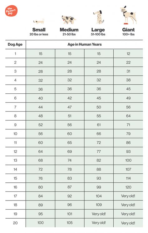 How Old Is My Dog In Human Years? Busting the "7-to-1" Myth Dog Years To Human Years, Different Types Of Dogs, Oldest Human, Dog Ages, My Husky, Body Condition, Dog Years, Dog Info, Types Of Dogs