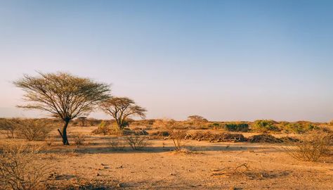 Savanna Biome, Savanna Grassland, Loaded Baked Potato Casserole, Romantic Questions, Acacia Tree, Water Resources, Potato Casserole, Southern Africa, Urban Area