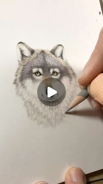 Abundance Illustration Inc. on Instagram: "Hello beautiful souls! Here’s an older wolf time lapse. For this I used @prismacolor colored pencils and @strathmoreart Bristol smooth paper. And I played down layers of marker under the colored pencils to add to the depth. Wolves are one of the few animals that I draw frequently, yet haven’t seen in the wild, even while living in Alaska. I think they are majestic and I would love to see one (from a safe distance) 😄 Sending you all love!!  #wolf #wolves #wolfpack #graywolf #timberwolf #wolfart #artvideo #artvisual #artprocess #artprogress #drawingprogress #drawingprocess #drawingvideo #alaska #alaskalife #alaskaliving #juneau #wildlifeart #wildlifeartist #timelapseart #arttimelapse #timelapse #timelapsevideo #drawinglove #drawingtechnique #arttec Abundance Illustration, Drawing Wolves, Red Riding Hood Art, Wolf Sketch, Timber Wolf, Wolf Drawing, Drawing Process, Wildlife Artists, Living In Alaska