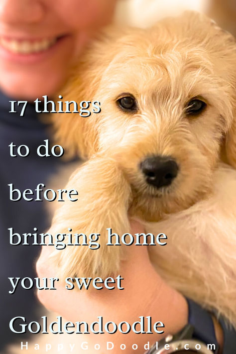 Cute Goldendoodle puppy with the title 17 Things to do before bringing home your sweet Goldendoodle Golden Doodle Must Haves, Golden Doodle Care, Puppy Tips Bringing Home, Welcome Home Puppy Ideas, Puppy Announcement Ideas, Puppy Shower Party, Mini Golden Doodle Puppy, Puppy Hacks, Micro Goldendoodle