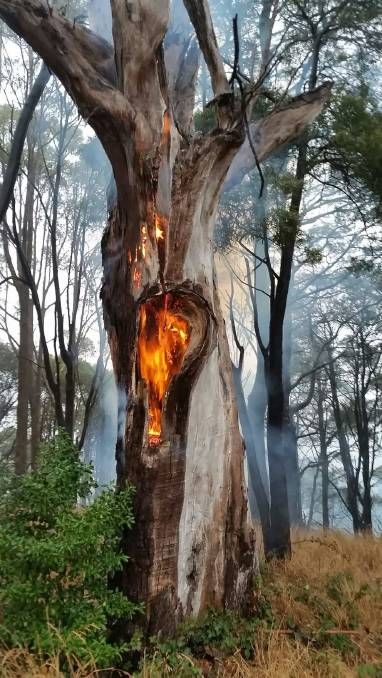 Tree Hit By Lightning, Lightning Struck Tree, Tree Struck By Lightning, Fire In Nature, Tree Burning, Tree On Fire, Burnt Tree, Fire Tree, Burning Tree