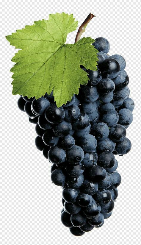 Grapes Photography, Grape Logo, Grape Drawing, Wine Vine, Gardener Aesthetic, Vine Fruit, Logo Purple, Fruit Creations, Gardening Aesthetic