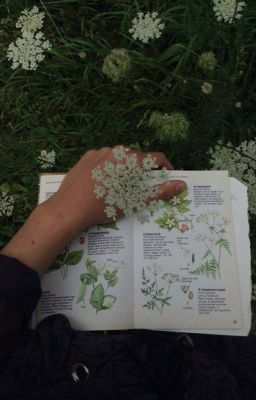 Julia + Core + Aesthetic, Fairycore Aesthetic, Theme Nature, Plants Are Friends, Queen Annes Lace, Images Esthétiques, + Core + Aesthetic, Open Book, The Grass