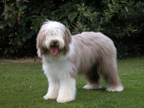 10 Dog Breeds Similar to the Schnauzer Bearded Collie Puppies, Tibetan Dog, Rare Dogs, Black Russian Terrier, Rare Dog Breeds, Puppy Cut, Collie Puppies, Lion Dog, Bearded Collie