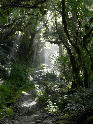 Milford Track, Fiordland National Park, New Zealand Travel, Art References, In The Forest, Oh The Places Youll Go, The Trail, Dream Vacations, The Forest