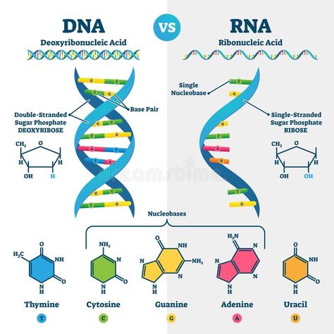 Dna Vs Rna, Dna E Rna, Helix Chain, Dna And Rna, Tabel Periodik, Dna Helix, مشروعات العلوم, Study Biology, Basic Anatomy And Physiology