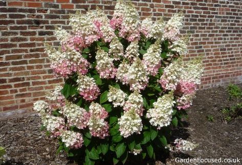 Independent assessment Hydrangea paniculata 'Pinky Winky' Pinky Winky Hydrangea, Hydrangea Pinky Winky, Hydrangea Paniculata Pinky Winky, Prune Hydrangeas, Hydrangea Arborescens Annabelle, Pruning Hydrangeas, Hydrangea Tree, Hydrangea Serrata, Big Leaf Hydrangea