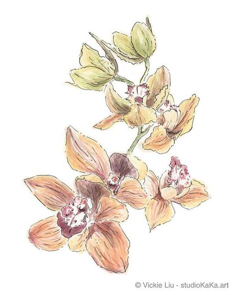 ‘Orange Orchids with Green Buds’ - 8x10" Fine Art Print. This floral artwork was inspired by the Calyx Flower Show at the Royal Botanical Gardens in Sydney, Australia. This fine art print uses high quality pigment inks on archival cotton paper. 5x7" and 8x10" sizes available. Easy to frame sizes. The artwork was originally painted using watercolours by Australian artist, Vickie Liu. Discover the full range of watercolour art prints at www.studiokaka.art Australian Orchids, Botanical Prints Decor, Contemporary Botanical Art, Watercolour Drawings, Prints Illustration, Orange Orchid, Flowers Drawing, Hummingbird Art, Everlasting Flowers