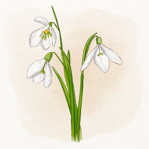 Snow Drop Flower Painting, Snow Drop Flower Drawing, Snowdrop Illustration, Snow Drops Flowers, Floral Print Background, Snow Drops, Flower Drawing Tutorials, Watercolor Floral Pattern, Flower Sketches