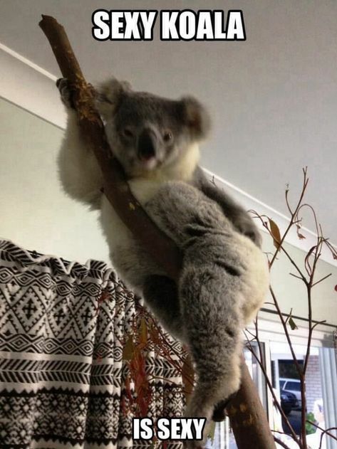 Koala Meme, Koala Funny, Koala Cute, Animal Pfp, Funny Animals Videos, Koala Drawing, Aussie Animals, Drop Bear, Funny Koala