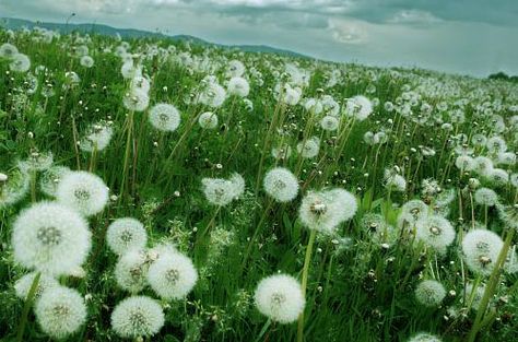 Garden Tool Box, Dandelion Drawing, Dandelion Field, Grandma Aesthetic, White Dandelion, Early Evening, Field Of Dreams, Dandelion Flower, Cute Wallpaper Backgrounds