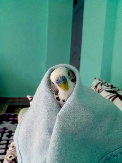 Possibly the cutest Budgie Picture ever Parakeet Cage, Budgies Bird, Budgie Parakeet, Cele Mai Drăguțe Animale, Funny Parrots, Funny Birds, Tapeta Pro Iphone, Baby Bird, Pet Bird