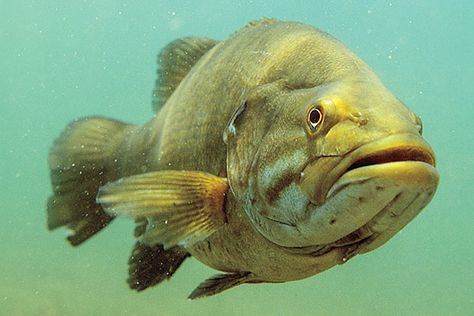 We've all done it. Catch your personal best....maybe a state record and it comes unpinned at the net. Read Matt Straw's "The Hunt For Giant Smallmouth Bass" and see if you agree with his advice and picks for big bronzeback lakes throughout North America. Can you top his 7-6? Click our profile link for more! #Smallmouth #Fishing #Bronzeback Fly Casting, Fly Fishing Tips, Bass Fishing Tips, Smallmouth Bass, Fly Fisherman, Largemouth Bass, Fishing Supplies, Best Fishing, Fishing Equipment