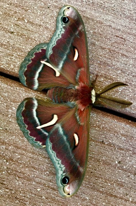 Crowned Hairstreak Butterfly, Cool Moths, Moth Reference, Moth Pictures, Moth Photography, Bug Aesthetic, Pretty Moths, Tattoos Sunflower, Tattoos Nature