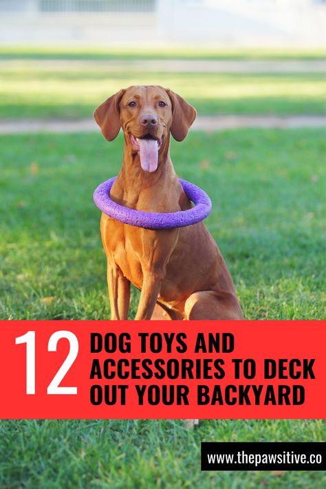 Backyard Dog Activities, Outdoor Dog Toy Storage, Dog Backyard Playground, Backyard For Dogs, Pet Enrichment, Dog Friendly Backyard, Bed Options, Dog Backyard, Outdoor Dog Toys