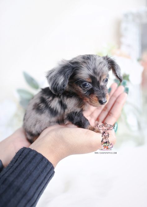 long-haired-dapple-dachshund-puppy-for-sale-teacup-puppies Long Hair Dashound Puppies, Mini Dauchsands Puppy, Dapple Dachshund Puppy For Sale, Mini Dauchsands Long Hair, Long Haired Dapple Dachshund, Miniature Long Haired Dachshund, Dapple Dachshund Miniature, Teacup Dachshund, Long Haired Miniature Dachshund