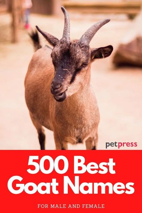 Goat Names: The 500 Most Popular Names for Goats Goat Names List Of, Goat Names, Sheep Names, Actress Name List, Goat Pen, Homer And Marge, Female Goat, Pen Ideas, Raising Goats