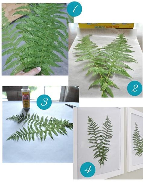 1) Gather fern fronds  2)  Lay fronds between wax paper and press flat between large heavy books for 2-3 days.  3)  Lay flattened ferns on paper and affix to paper with a tiny bit of Mod Podge or craft glue, 4) display behind glass in frames. Fern Wall, Fern Wall Art, Ferns Garden, Fern Frond, Diy Wand, Diy Bricolage, Deco Floral, Glue Crafts, Nature Crafts