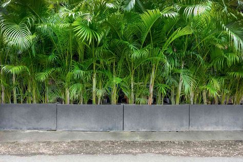 Tropical Plants For Privacy Fence, Best Screening Plants, Tree Privacy Fence, Privacy Fence Plants, Potted Plants For Privacy, Privacy Plants Fence, Plants For Privacy Fence, Best Privacy Plants, Coastal Homestead