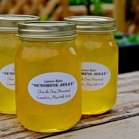 Lemon Balm Jelly - Not sure about this, but I definitely have lemon balm! Lemon Balm Recipes, Canning Granny, Canning Jam, Jelly Recipe, Herb Recipes, Jam And Jelly, Jelly Recipes, Home Canning, Vegetable Drinks