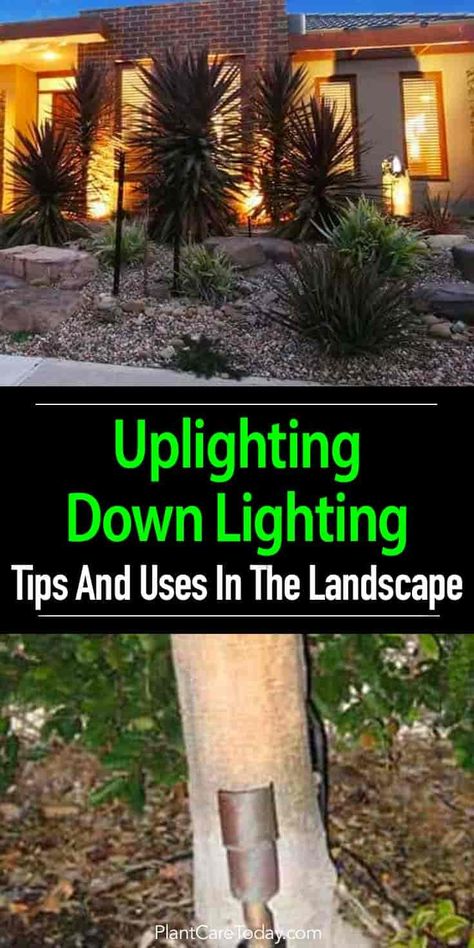 Landscape Lighting - Uplighting Down Lighting Landscape Lighting Design, Down Lighting, Lighting Tips, Outdoor Landscape Lighting, Landscape Edging, Landscape Design Plans, Home Garden Design, Landscape Plans, Earthship